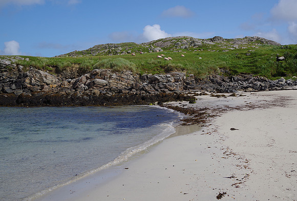 Bosta coastal sheep