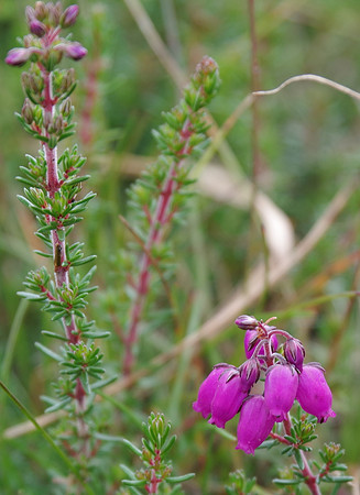 Cross-leaved Heath