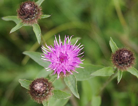 Knapweed