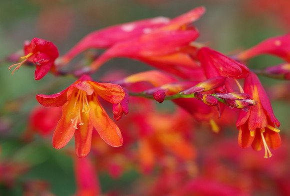Montbretia