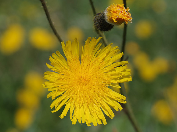 Hawkweed