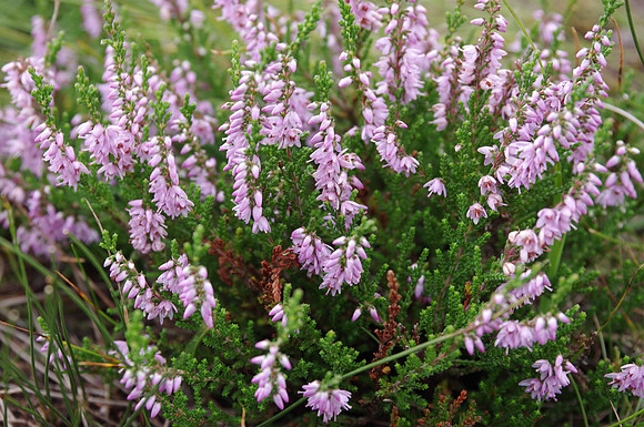 Heather