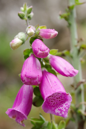 Foxglove