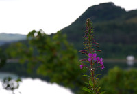 Rosebay willowherb
