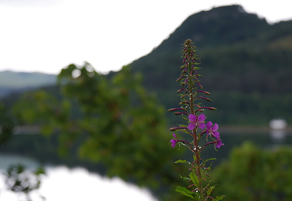Rosebay willowherb