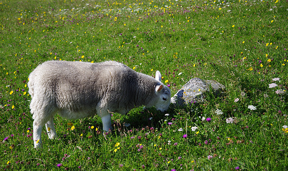 Sheep