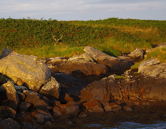 Red deer