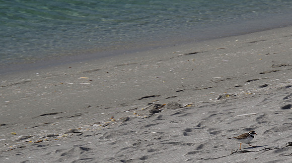 Killdeer