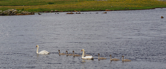 Swan family
