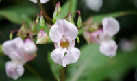 Common orchid