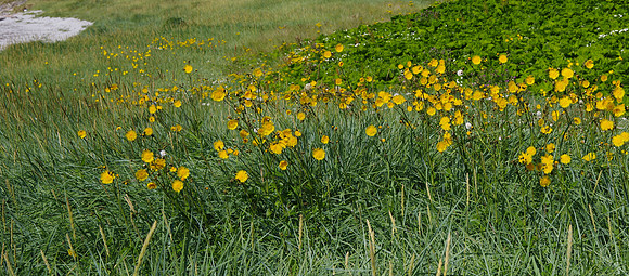 Eriskay Machair