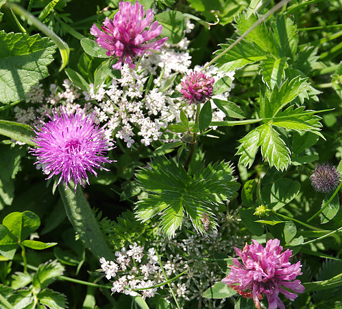 Knapweed and red clover