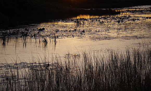 Sunset reeds
