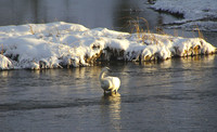 Trumpeter swan