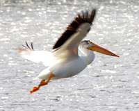 Pelican