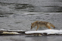 Coyote Crossing