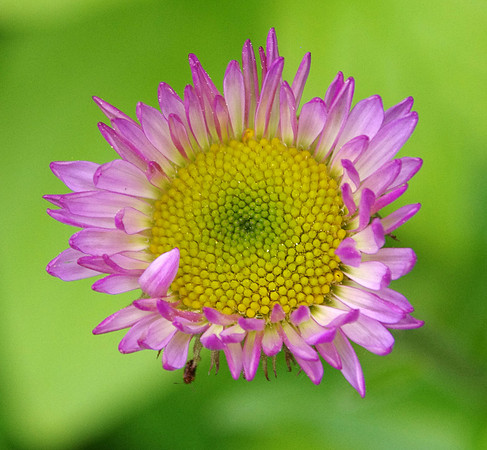 Aster