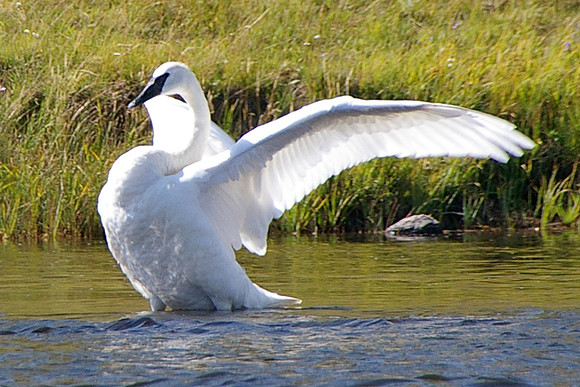 Solo swan