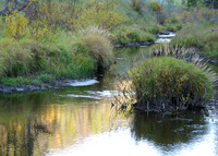 Bison Creek