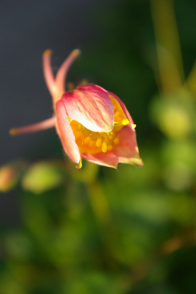 Columbine bud