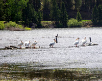 Resting pelicans