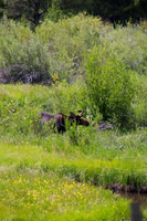 July ~ Afternoon moose
