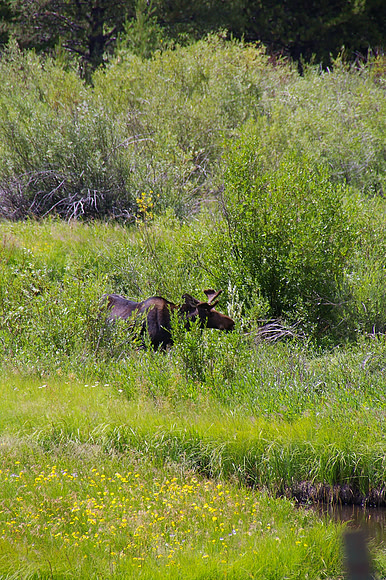 July ~ Afternoon moose