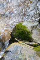 Mossy rock