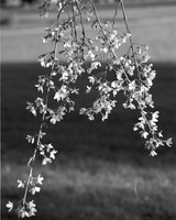 Weeping cherry branch