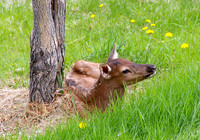Baby elk