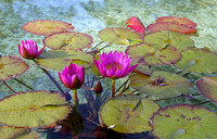 Water lily