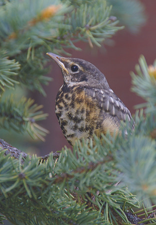 Baby robin