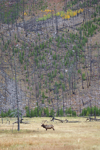 Yellowstone autumn