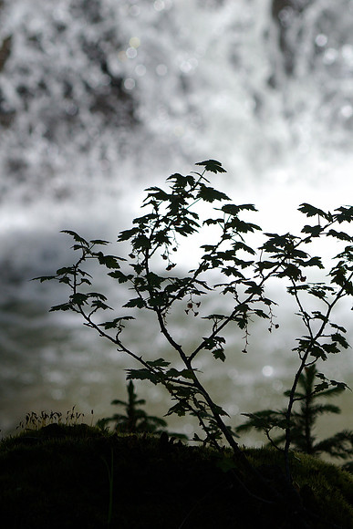 Wild bush
