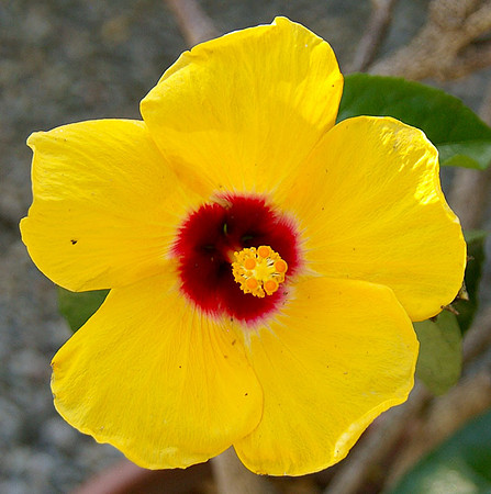 flower