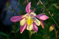 Flora