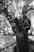 Weeping cherry tree
