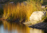 Autumn grasses