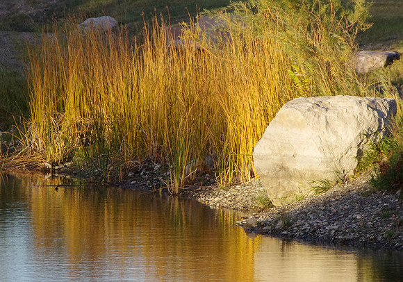 Autumn grasses