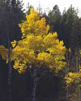 Aspen splendor