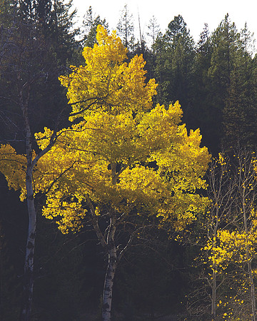 Aspen splendor