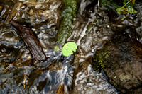 Floating leaf