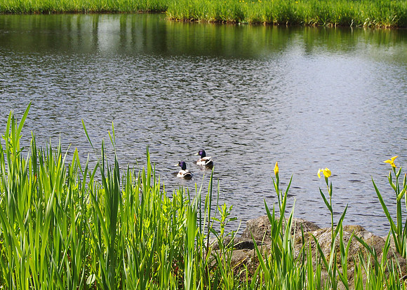 Mallards