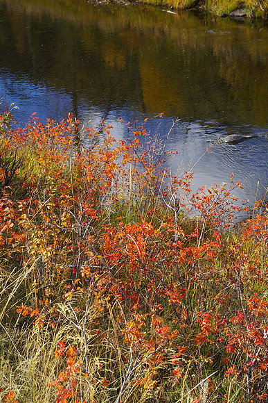 Boulder River autumn