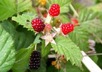 June ~ Blackberries