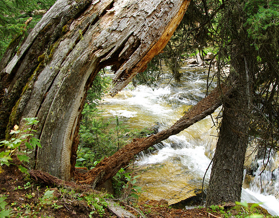 Slanted stump