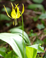 Glacier lily