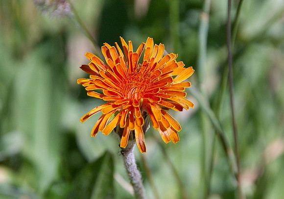 Orange agoseris