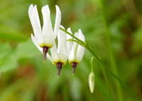 White shooting stars