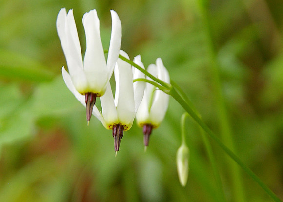 White shooting stars